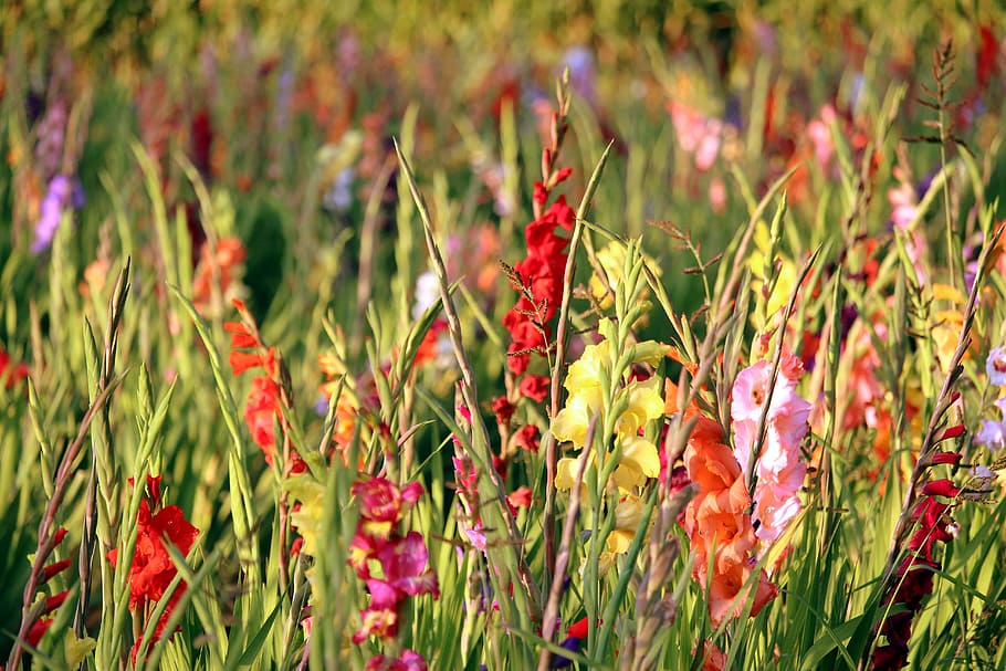 gladiolus, the golden hour, gladiolus field, colorful, plant, HD wallpaper