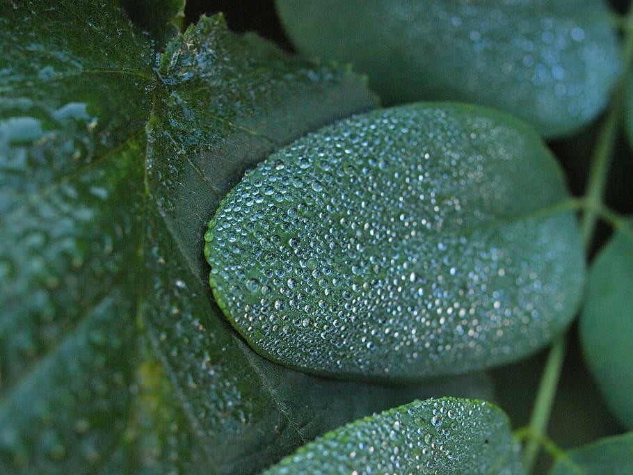 snow berry, morgentau, drip, dew, leaves, water, dew drops HD wallpaper