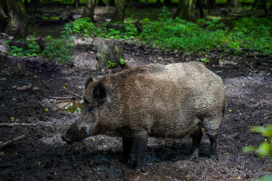 Boar, Fur, Forest, Bristles, Mud, pig nose, nature, one animal HD wallpaper