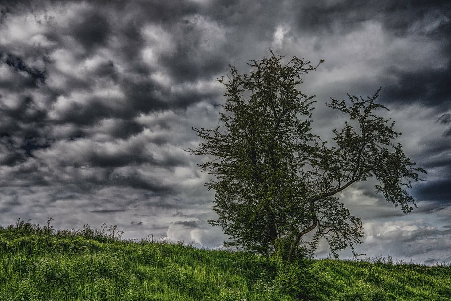 tree, clouds, sky, meadow, grass, grasses, cloud - sky, plant HD wallpaper