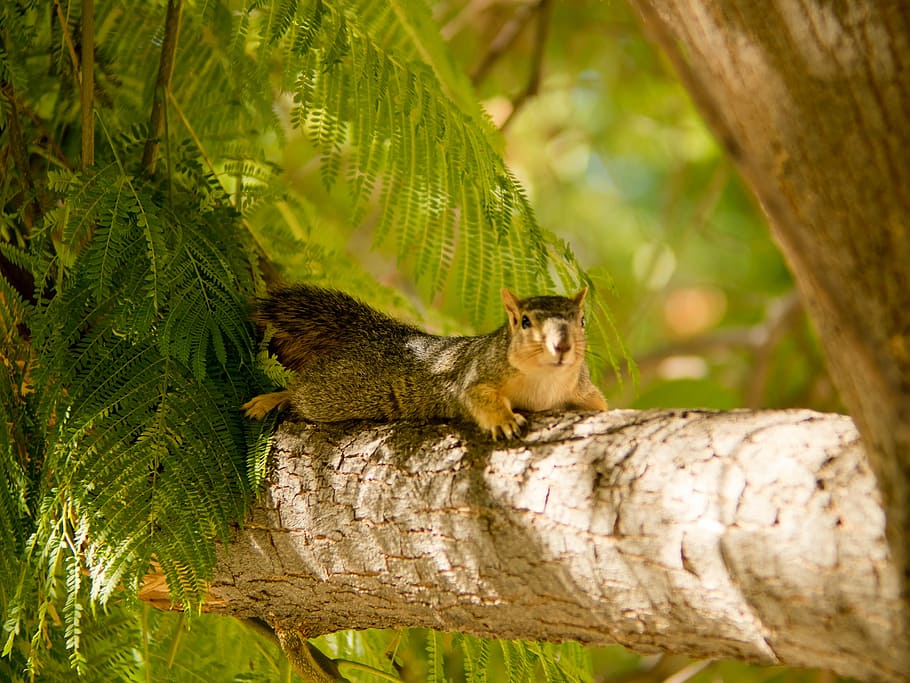 Campus Squirrel, gray squirrel lying on tree branch, wild, leaf HD wallpaper