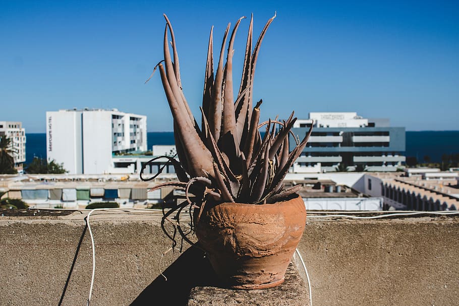 brown plant on pot, day, sunlight, architecture, nature, sky HD wallpaper
