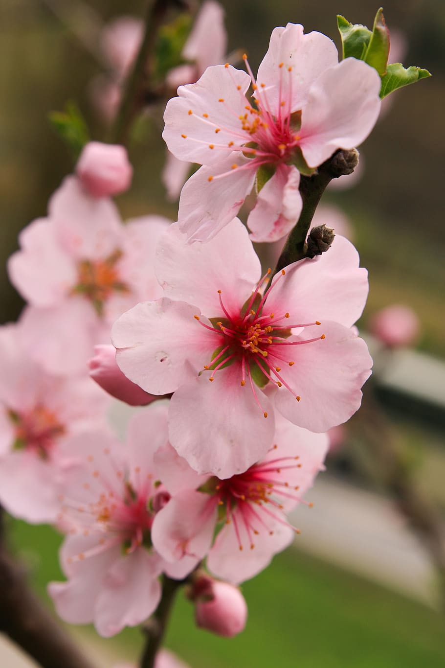 Hd Wallpaper Apple Blossoms Flowers Pink Spring Bloom Close Up Fruit Tree Wallpaper Flare