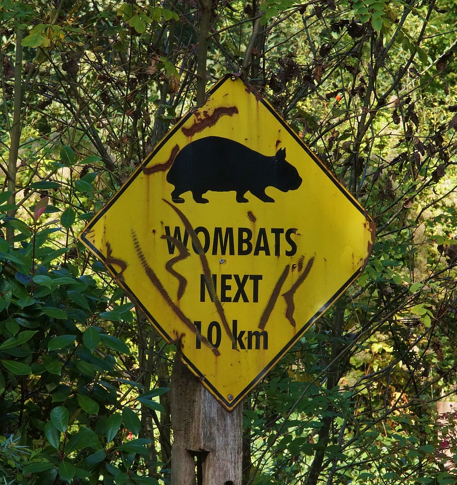 Wombat, Shield, Warning, Sheet, stainless, old, street sign HD wallpaper