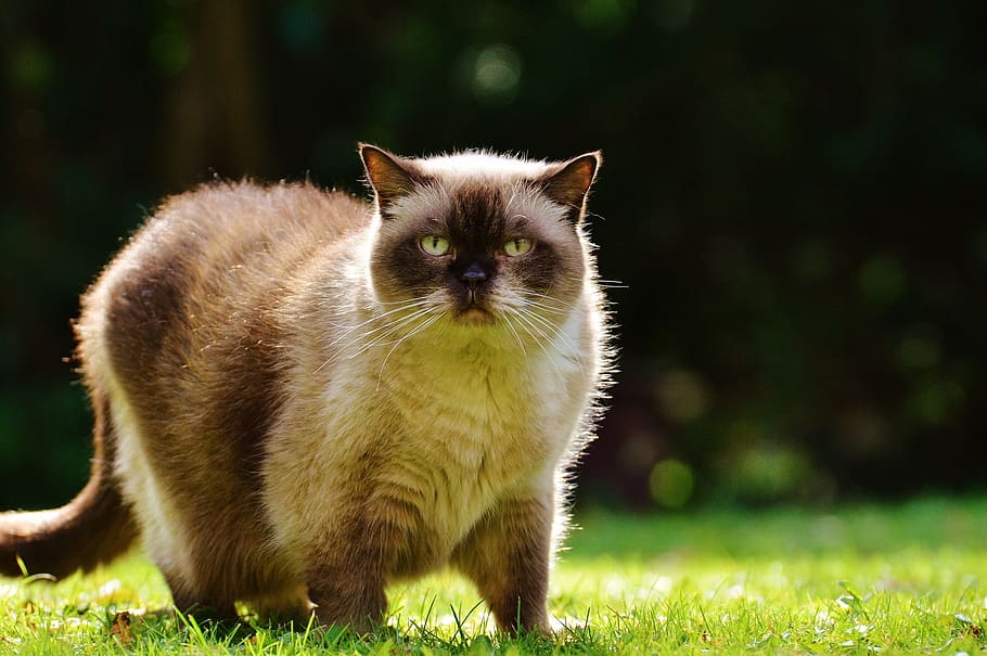 cat, lurking, british shorthair, mieze, blue eye, thoroughbred
