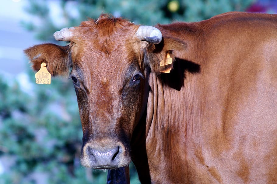cattle, horns, navacerada spain, mountain, bell, animal, bovine HD wallpaper