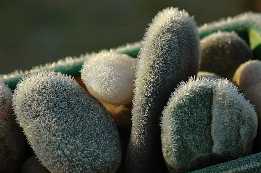 frost, pebble, winter, cold, ice, crystals, close-up, no people HD wallpaper
