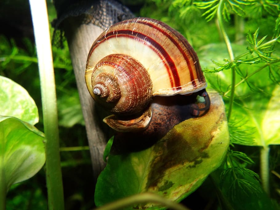 Snail, Shell, Mollusc, Macro, Spiral, mollusk, aquatic, gastropod HD wallpaper