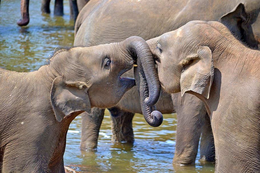 two gray elephants playing on body of water, brown, daytime, young elephants
