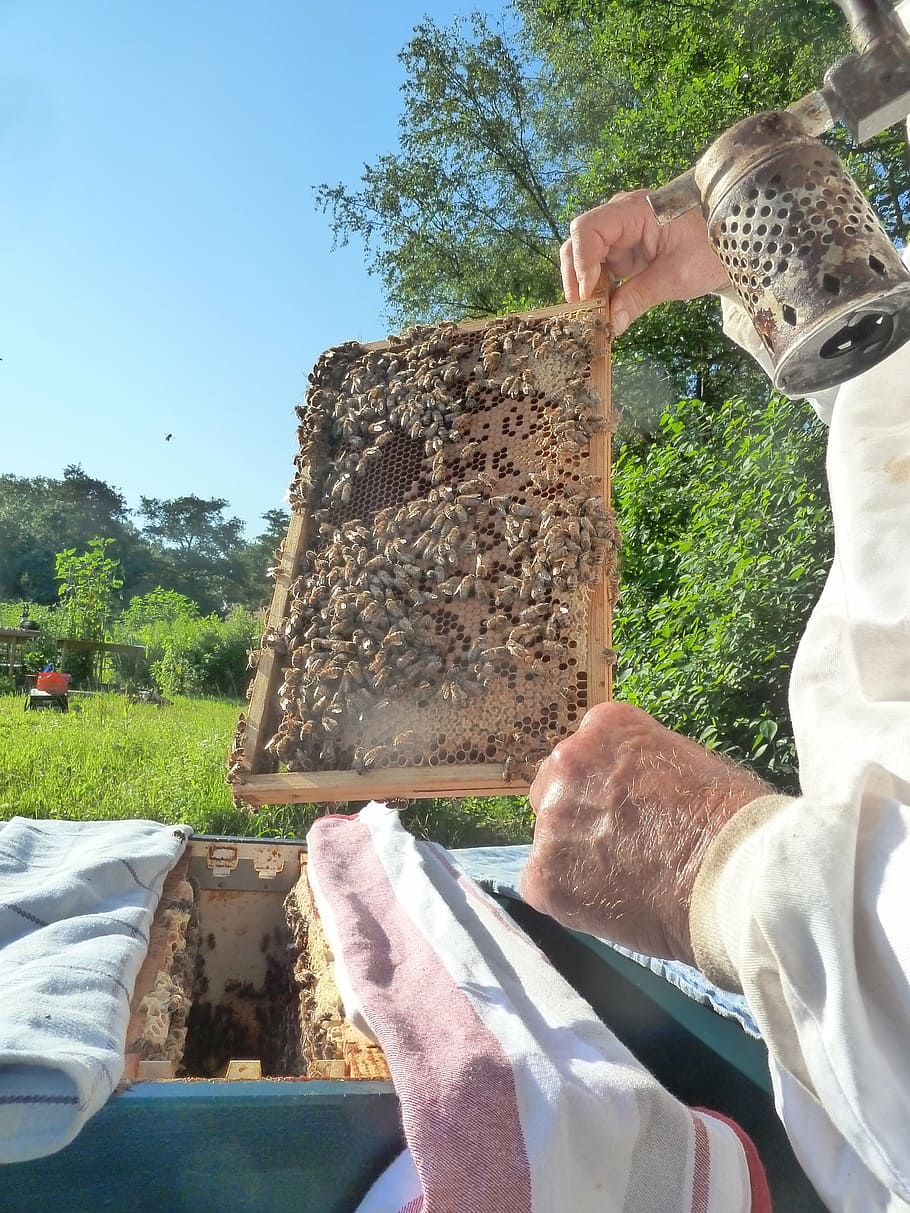 beekeeper, bees, honeycomb, apiary, real people, one person HD wallpaper