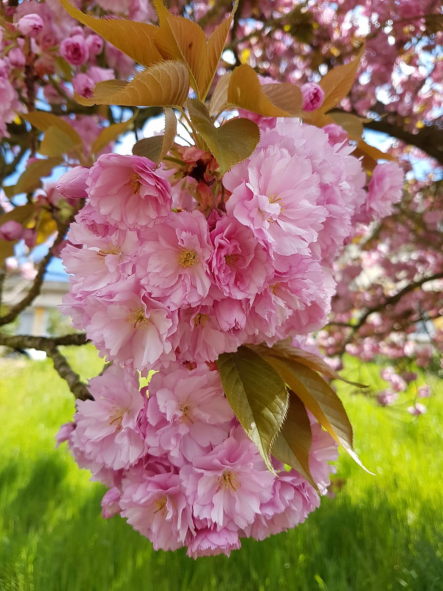 Flowers, Pink, Nature, Spring, pink flowers, pink color, blossom HD wallpaper