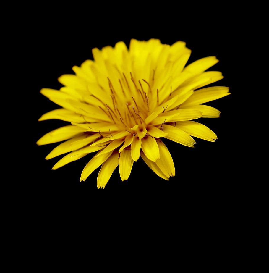 flower, nature, macro, spring, pestle, petals, pollen, yellow HD wallpaper