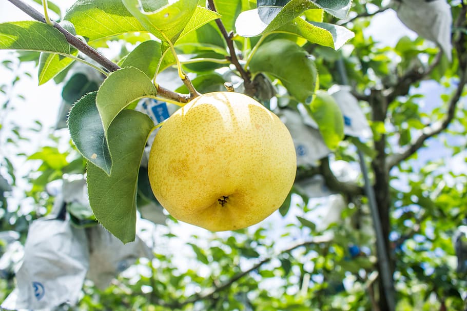 pear, fruit, summer fruit, leaf, plant part, healthy eating HD wallpaper