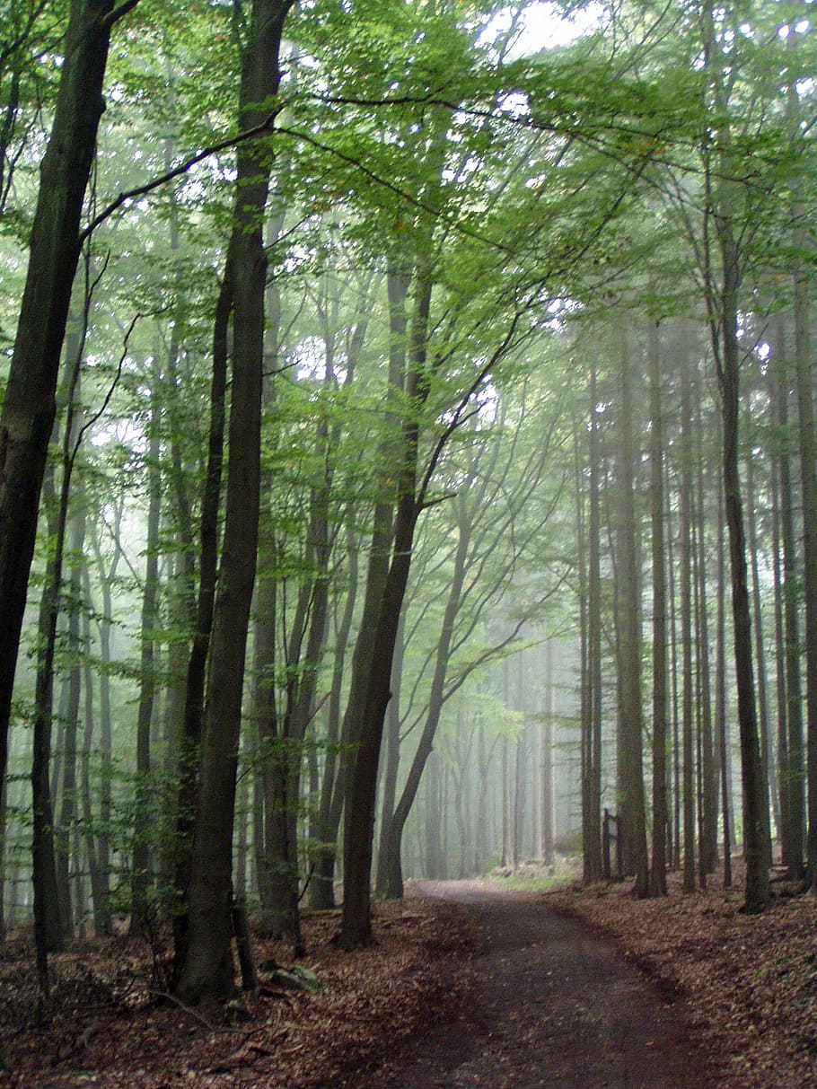 forest path, trees, away, nature, autumn, mood, fall leaves HD wallpaper
