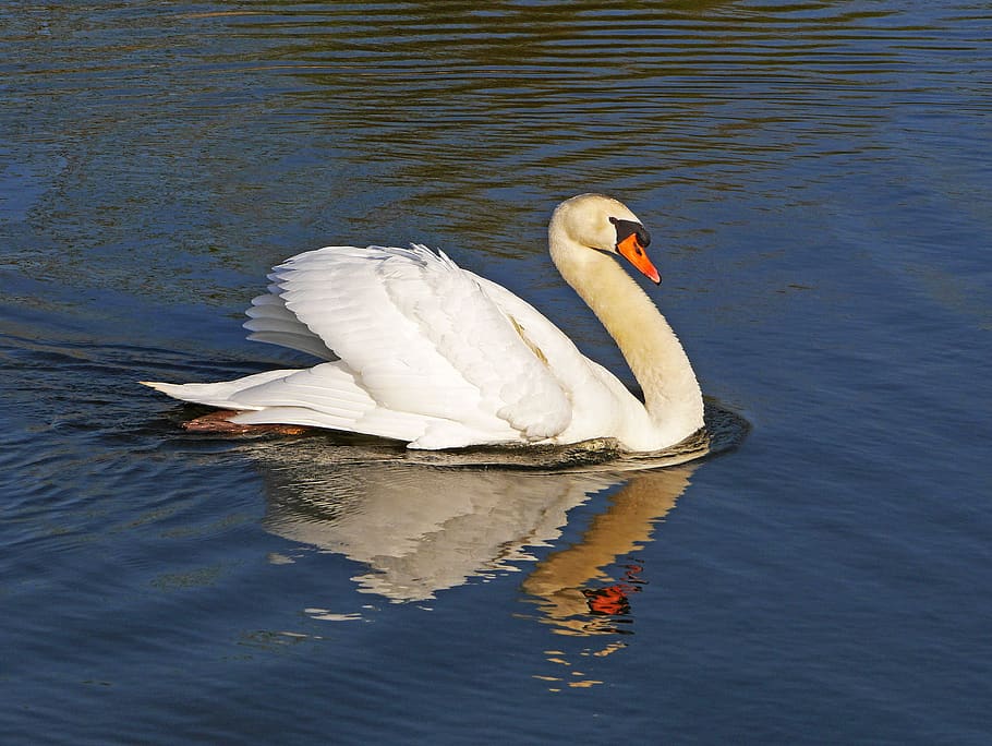 swan, impressive pose, attack, mirroring, reflection, pond HD wallpaper