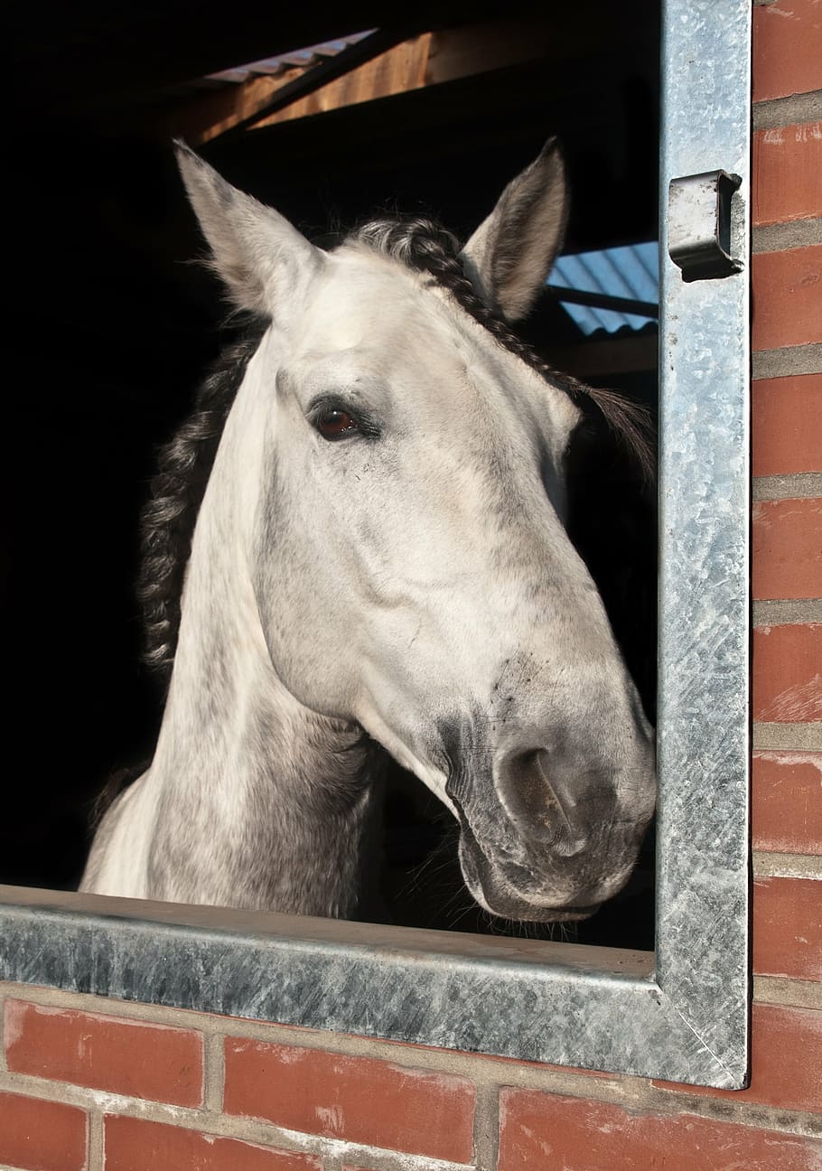 horse, window, head, look, one animal, animal body part, animal head HD wallpaper