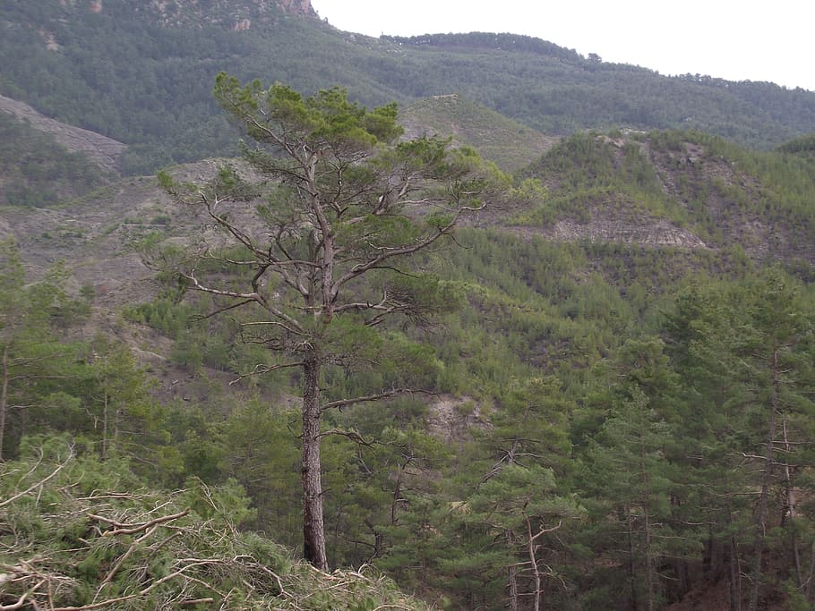 Mugla, Highland, Forest, Pine, Tree, no people, nature, day HD wallpaper