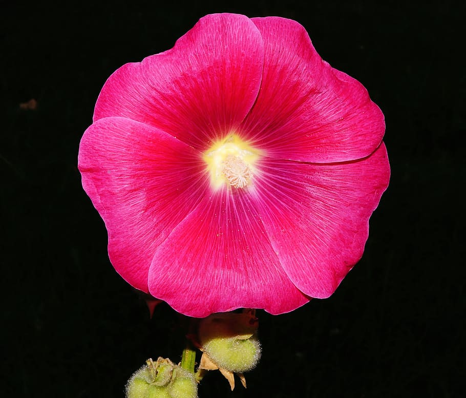 Flower, Blossom, Bloom, Red, Color, colorful, close, petal HD wallpaper