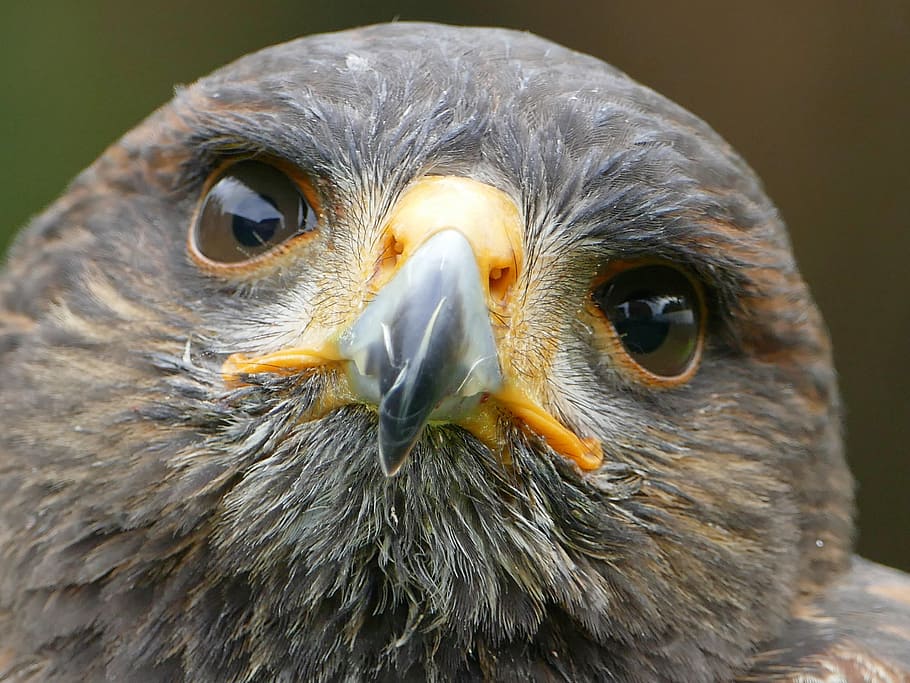 harris hawk, raptor, falconry, bird of prey, wild animal, animals in the wild, HD wallpaper