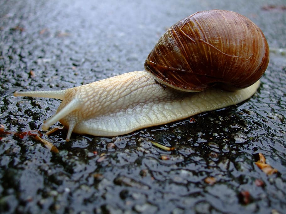 snail, shell, mucus, slowly, crawl, reptile, gastropod, mollusk HD wallpaper