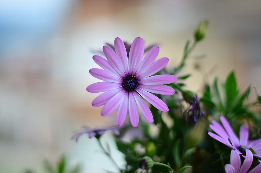 pink osteospermum flowers closeup photography, Green, Plant, Nature, HD wallpaper