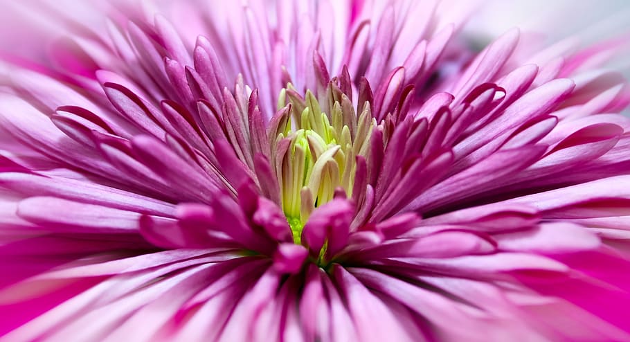 chrysanthemum, close, blossom, bloom, pink, flower, macro, ornamental plant HD wallpaper