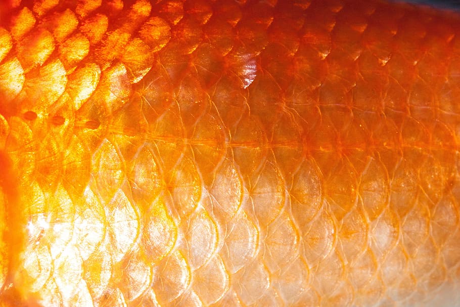 orange fish scales, goldfish, freshwater fish, karpfenfisch, cyprinidae