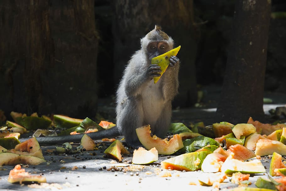 monkey eating papaya, monkey eating during daytime, ape, animal HD wallpaper