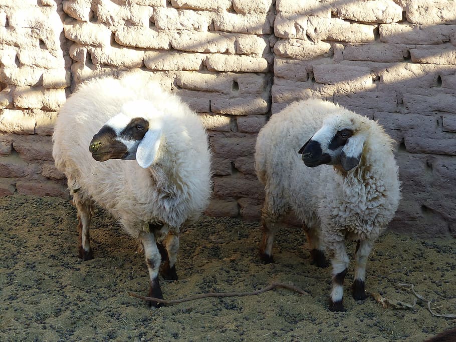 iran, sheep, desert, oasis, desert camp, dust, drought, animal HD wallpaper
