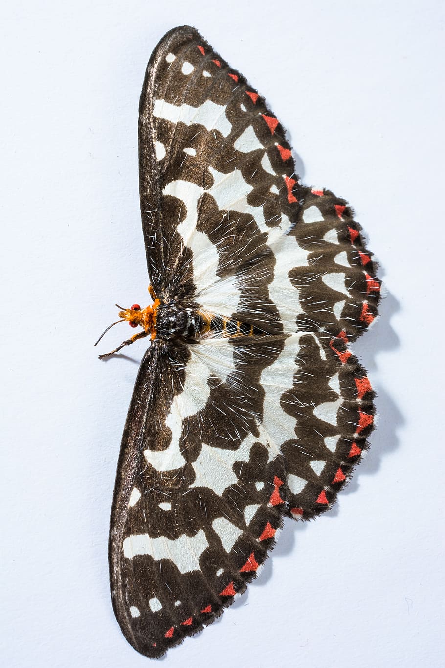 Butterfly, Insect, butterfly - Insect, nature, animal, animal Wing HD wallpaper