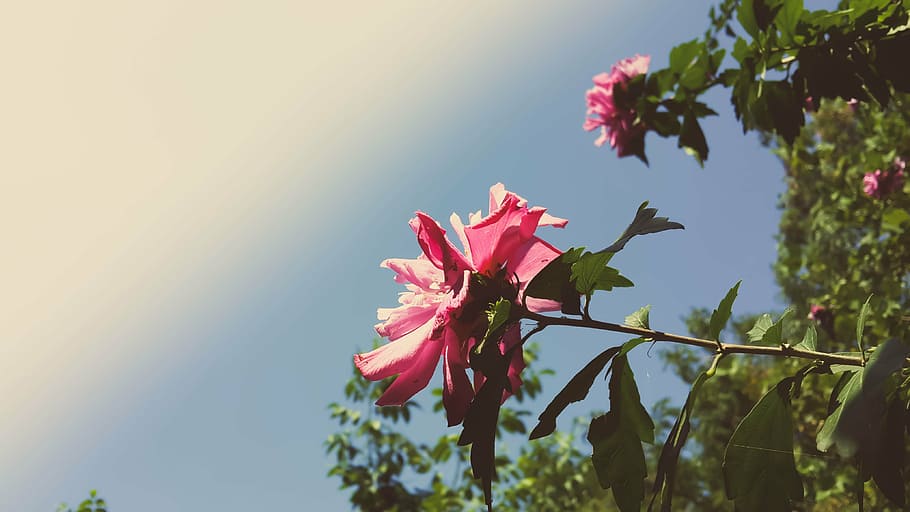 blossom, sky, nature, tree, flower, season, spring, summer HD wallpaper