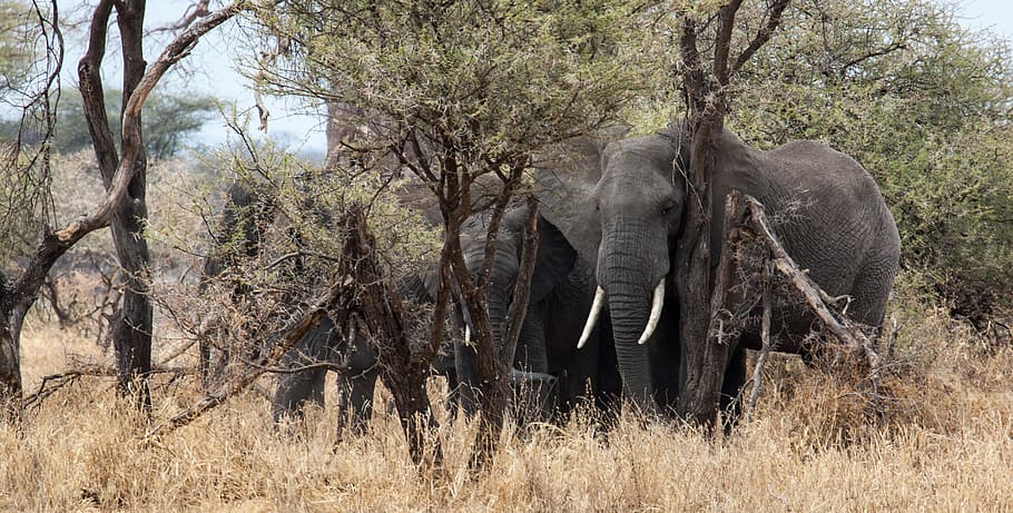 four elephants beside trees, parade of elephants, herd, tusk HD wallpaper
