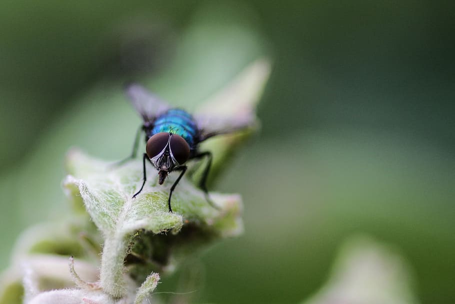 fly, macro, insect, flying insect, animal, animal themes, invertebrate HD wallpaper