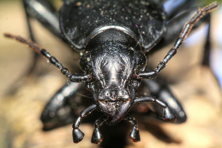 beetle, insect, macro, nature, animal themes, one animal, close-up HD wallpaper