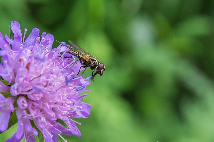 Fly, Predator, Flower, predator fly, green, blossom, bloom HD wallpaper