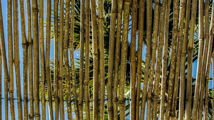 wattle, stubble, ceiling, kiosk, hotel, growth, plant, no people HD wallpaper