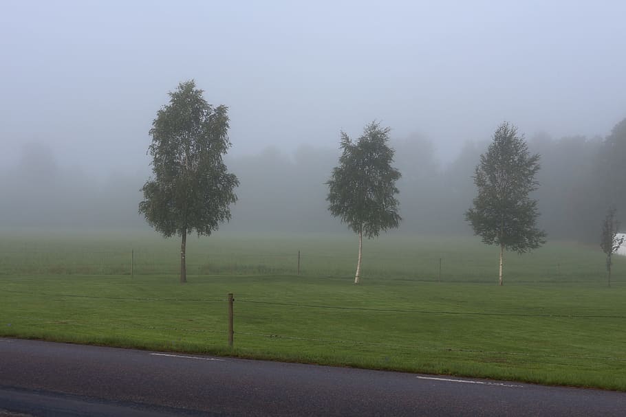 mist, tree, landscapes, autumn, nature, sweden, atmosphere HD wallpaper