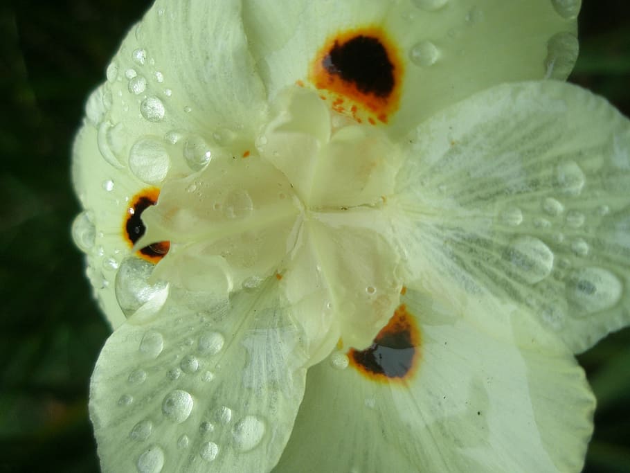 flower, grass, nature, plant, close-up, macro, single Flower HD wallpaper