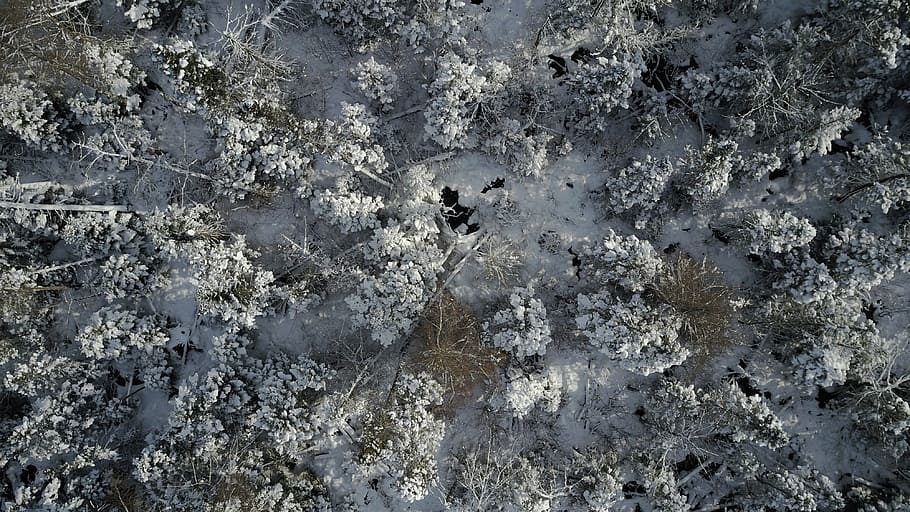 forrest, winter, drone, uav, snow, no people, full frame, backgrounds HD wallpaper