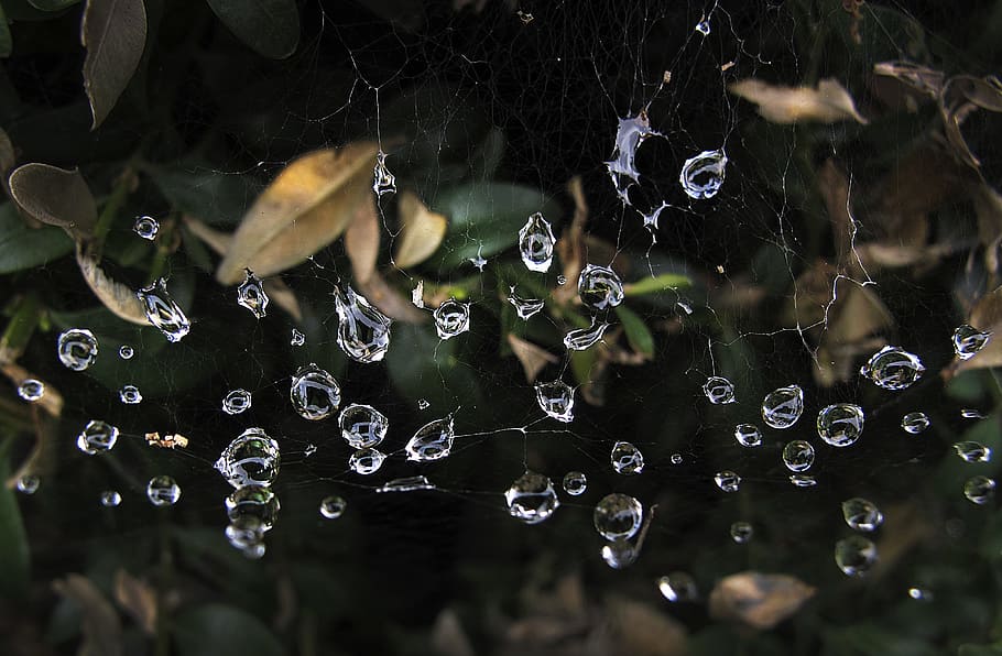 cobwebs, dewdrop, beaded, morgentau, network, autumn, moist HD wallpaper