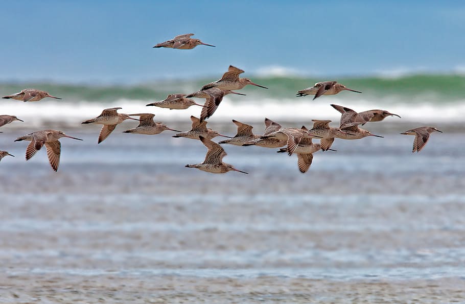 bird, the kind, flight, coast, pass, wave, ujung origin coast, HD wallpaper