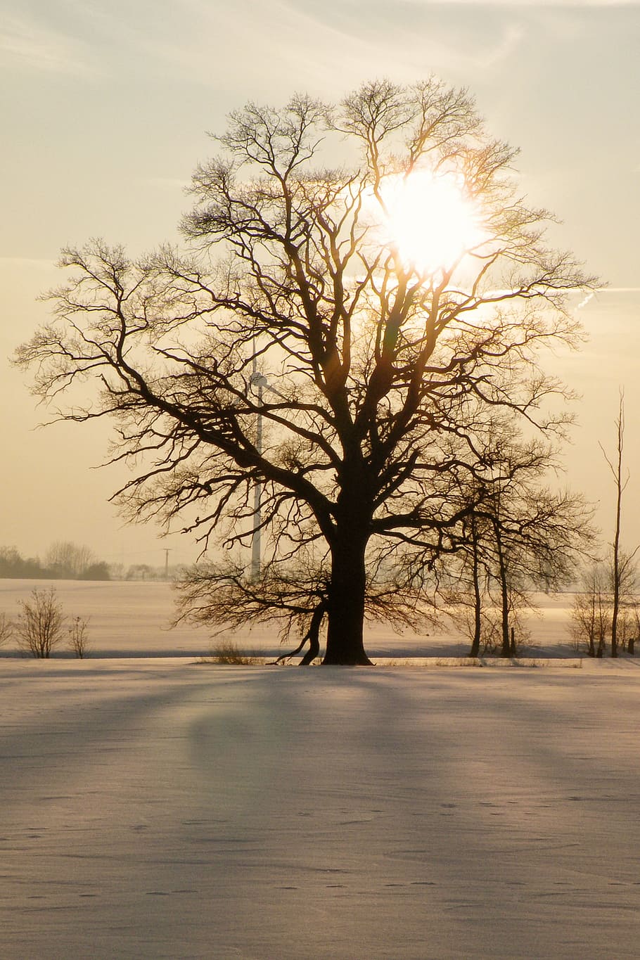 Tree, Sunset, Winter, Impressions, Wintry, winter impressions HD wallpaper