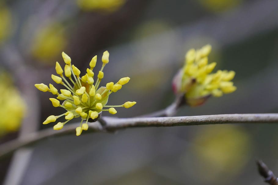 spring, flowers, yellow, flower tree, plant, flowering plant HD wallpaper
