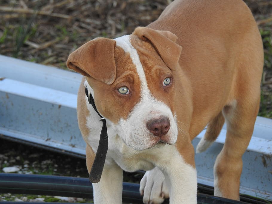 closeup photography of tan and white American pit bull terrier puppy