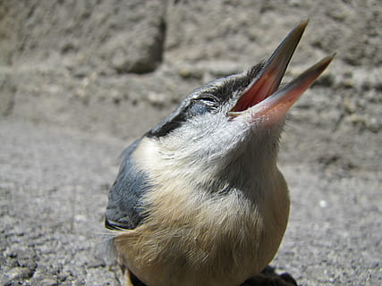 Bird, Macro, Street, Nuthatch, one animal, animals in the wild HD wallpaper