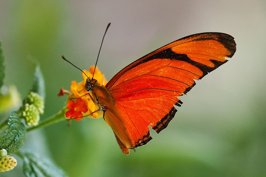 butterfly, macro, insect, animal, flower, butterflies, close HD wallpaper