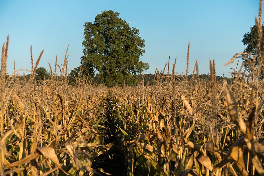 cornfield, zea mays, cereals, food, autumn, kukuruz, culture of maize HD wallpaper