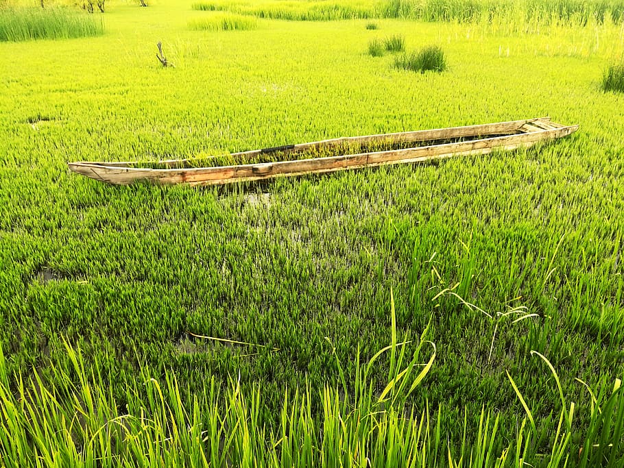 grass, ship, green, plant, green color, field, growth, landscape HD wallpaper
