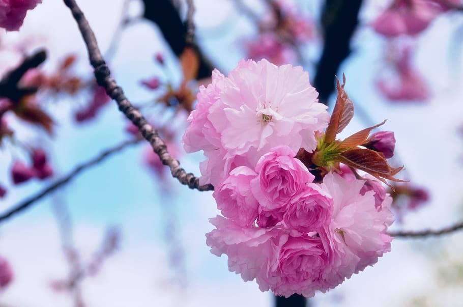 pink, blossoms, tree, flowers, sky, spring, nature, bloom, plant HD wallpaper