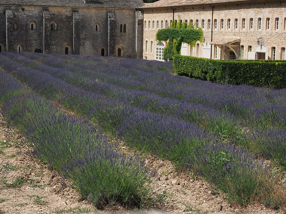 lavender, flowers, blue, lavender field, abbaye de sénanque, HD wallpaper